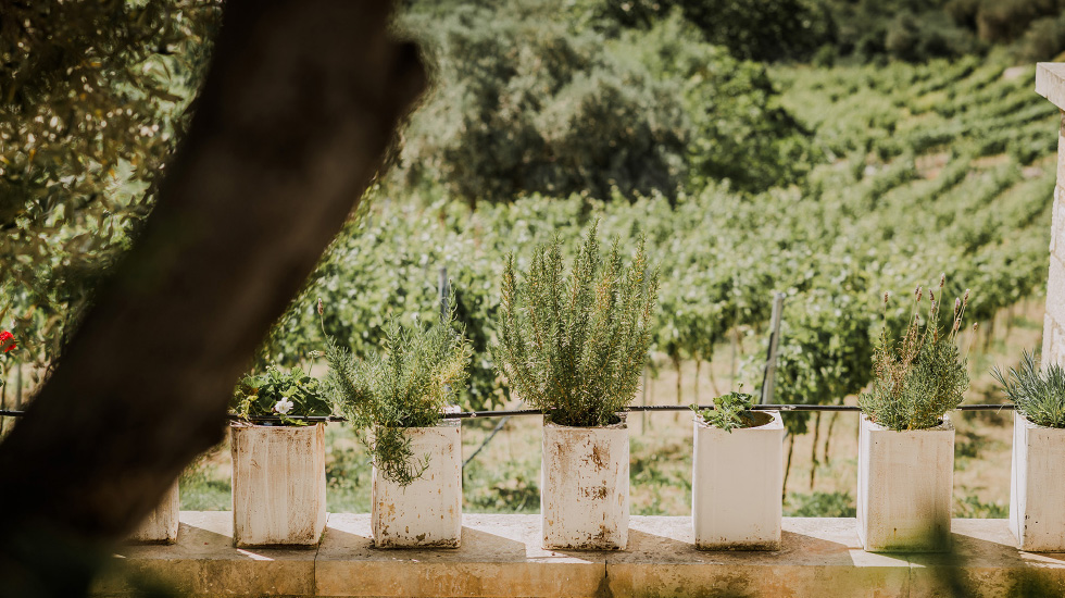 02-traditional-farming-vegetables-herbs-and-fruits